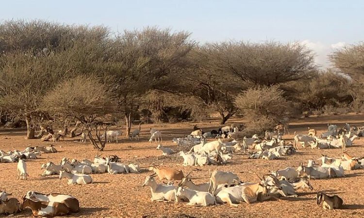 Xoolo-dhaqatada iyo Ariga – Barwaaqada Cuur